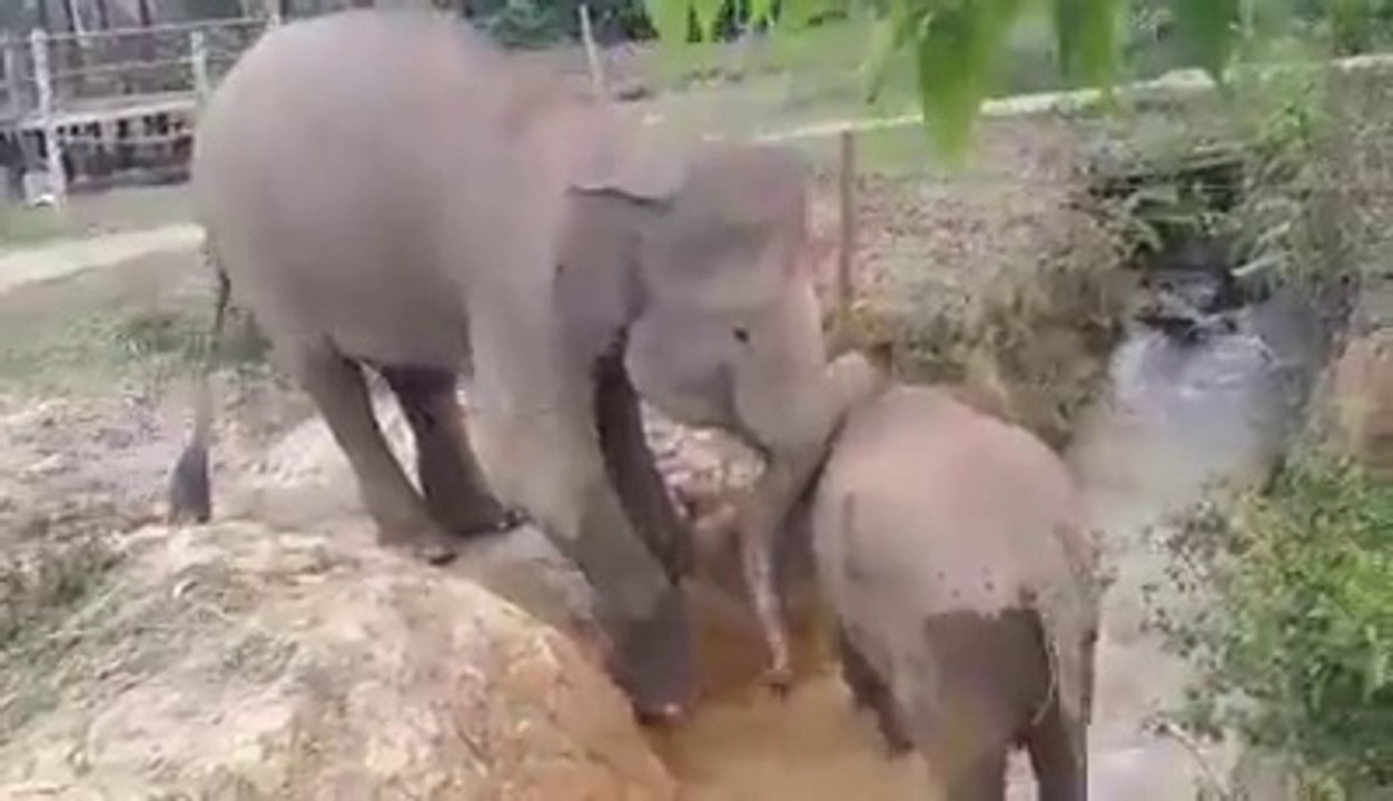 Baby Elephant gets help!
