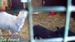 Sheep and lambs happy in his house on farm - Farm animals video for Kids - Animais TV