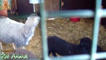 Sheep and lambs happy in his house on farm - Farm animals video for Kids - Animais TV