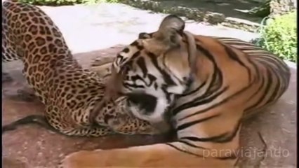 Amazing relationships between Animals, shock!