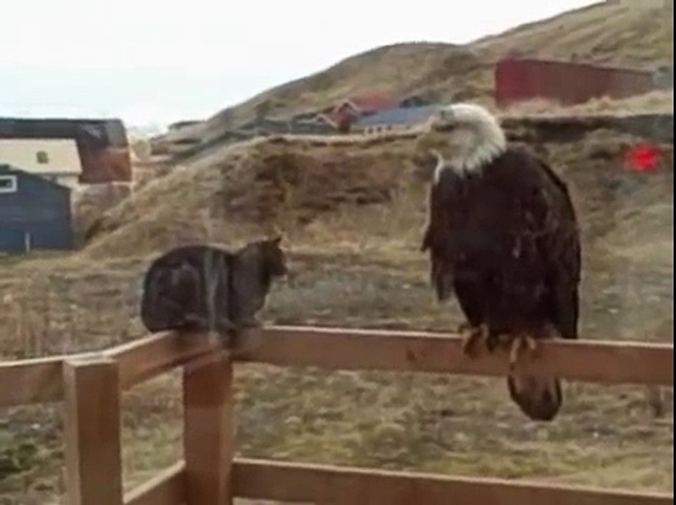 An eagle visits my cat