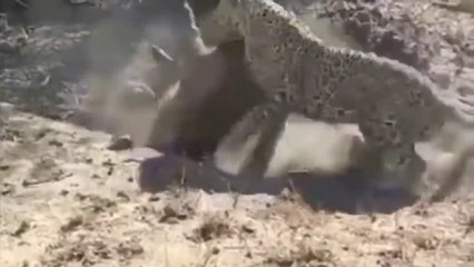 World of animals and predators Predatory tigers kill pigs