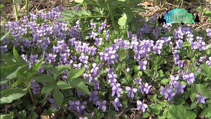 20170422 Wild Hokkaido!「函館山」日本語字幕版