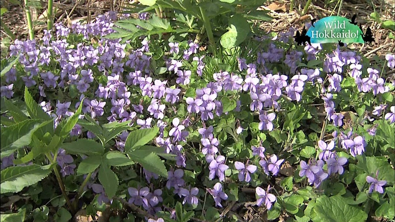 20170422 Wild Hokkaido!「函館山」日本語字幕版