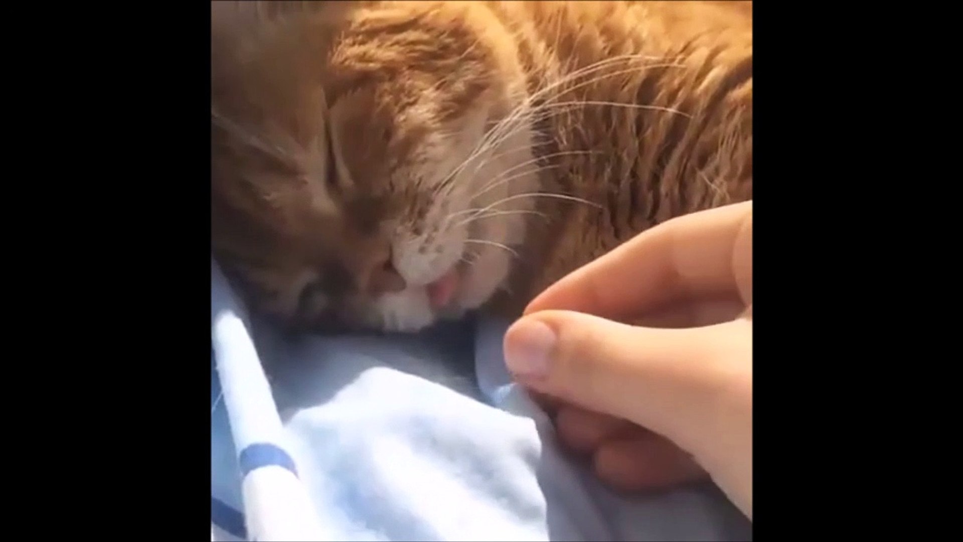 Tirer La Langue De Son Chat Alors Qu Il Dort Pas Gentils Video Dailymotion