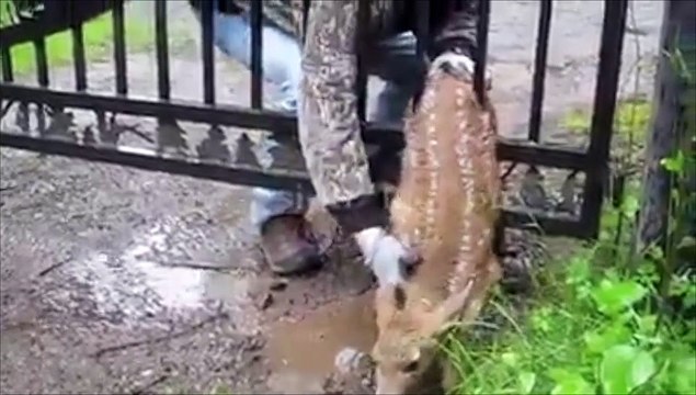 Il vient en aide à une biche coincée dans un portail !