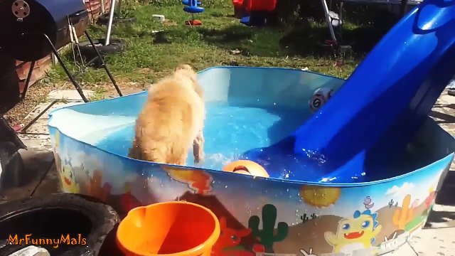 Dogs Playing on Water Slides -funny video watch it ..... 2017