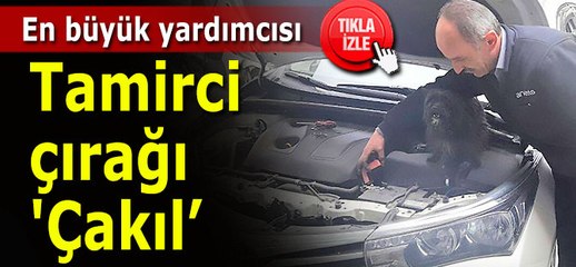 Tamirci çırağı köpek!