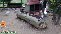 Real Duck Chickens  an in farm animals - Farm Animals video for kids