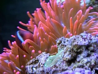 Baby Neptune 2003 DVD