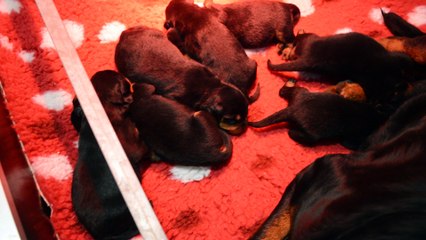 Chiots rottweiler prés de Paris