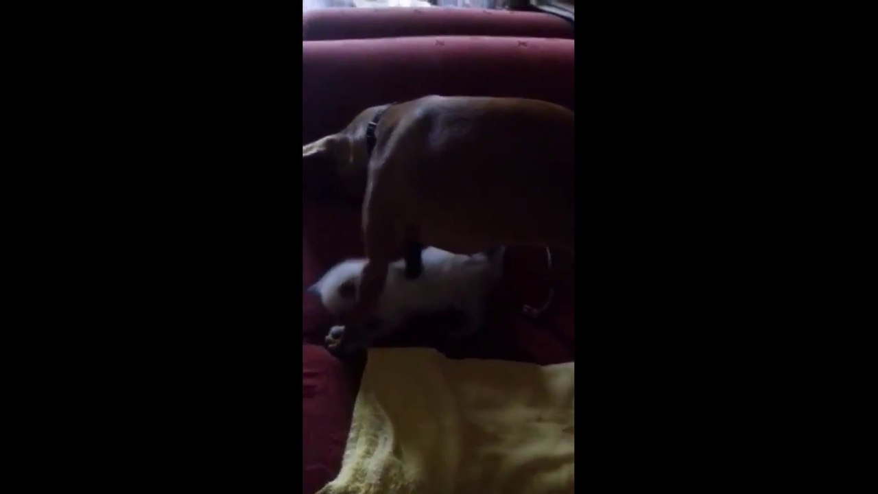 DAISY Y SISI