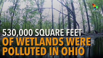 Company Behind DAPL Dumps Polluted Fluids Into Ohio Wetlands