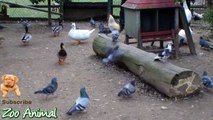 Real Duck Chickens Goose Pigeon Srm Animals video for kids