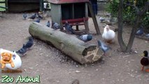 Real Duck Chickens Goose in farm animals - Farm Anima