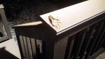 Praying Mantis