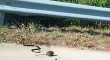 Mother Rat fight with snake to save her baby