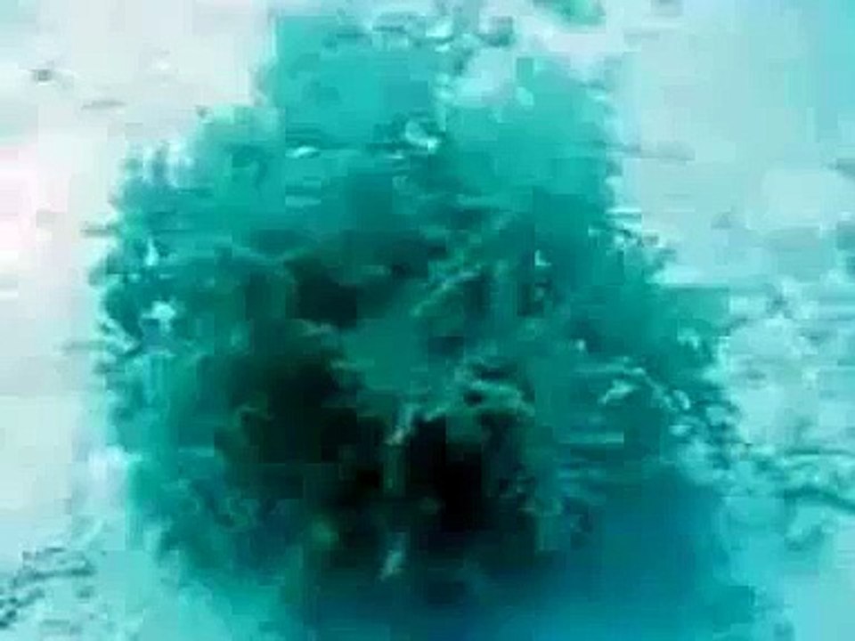Arbre Disparaitre Au Toucher