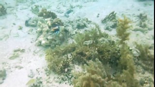 【沖縄-八重山-小浜島】シュノーケリング海中映像【秘密のビーチ】Ⅰ