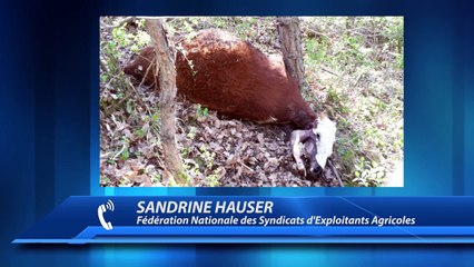 Hautes-Alpes : première attaque de loup de la saison à Sigoyer, une génisse égorgée