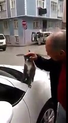 kendini zorla sevdiren kedi