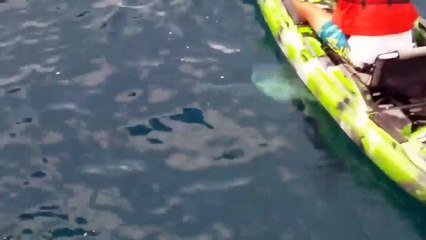 Un requin fait tomber à l'eau un pêcheur en kayak