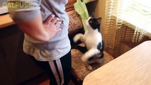 CAT LIKES HUGS Cat Lover videos