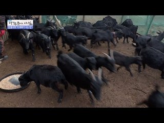 밥먹으러 돌진하는 귀여운 염소들 [광화문의 아침] 395회 20170105