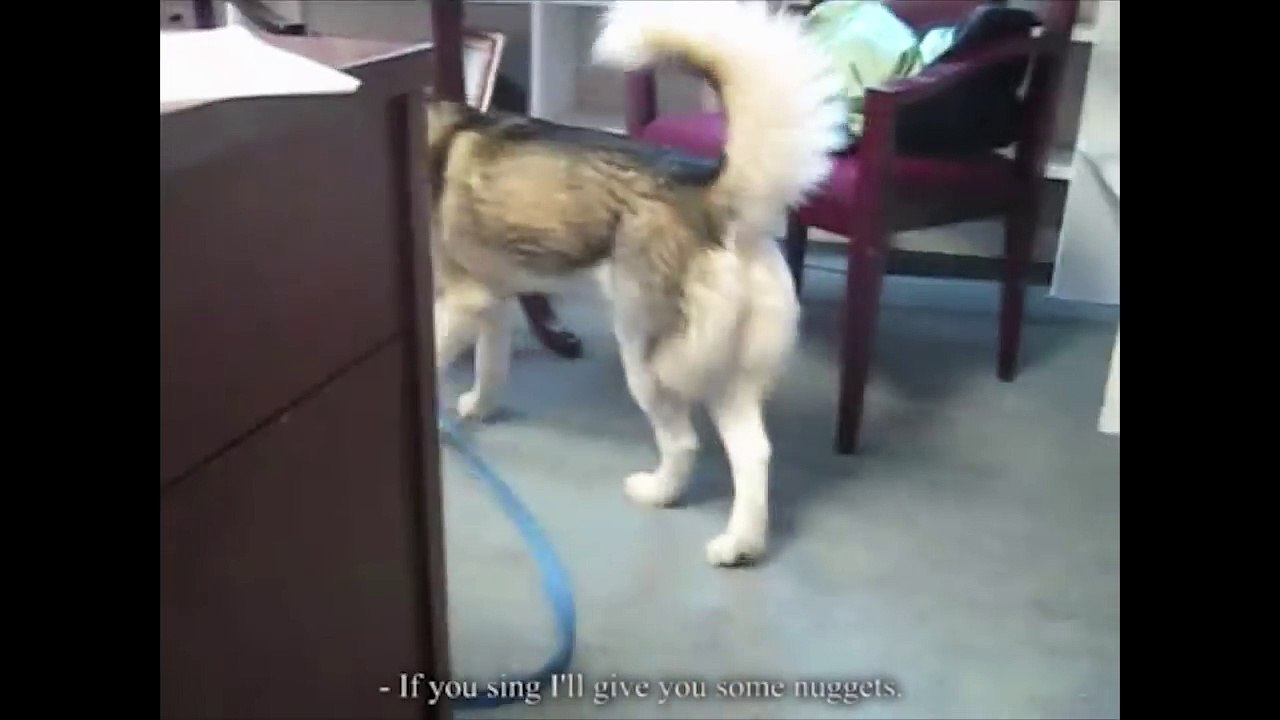 LE CHIEN QUI CHANTE - PAROLE DE CHIEN