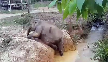 Baby Elephant is Lia, and helped by her aunt Kery !!!