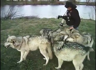 Bozkurtların İnanılmaz Sadakati,sevgisi dostlugu