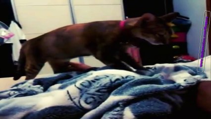 「絶対笑う」最高におもしろ,猫,動物の - Absolutely laughing Best of all, cats, animals