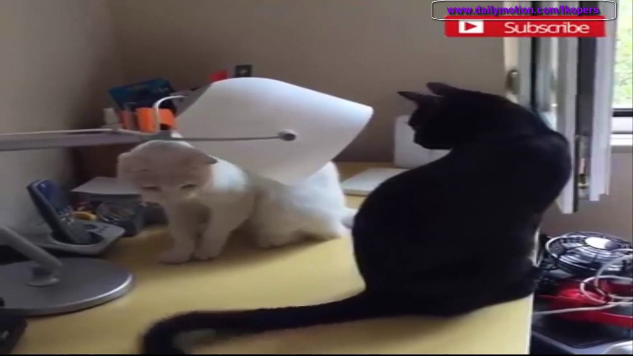 おもしろ イタズラな猫たち　まとめちゃいました - Funny Pranky Cats were Summarized