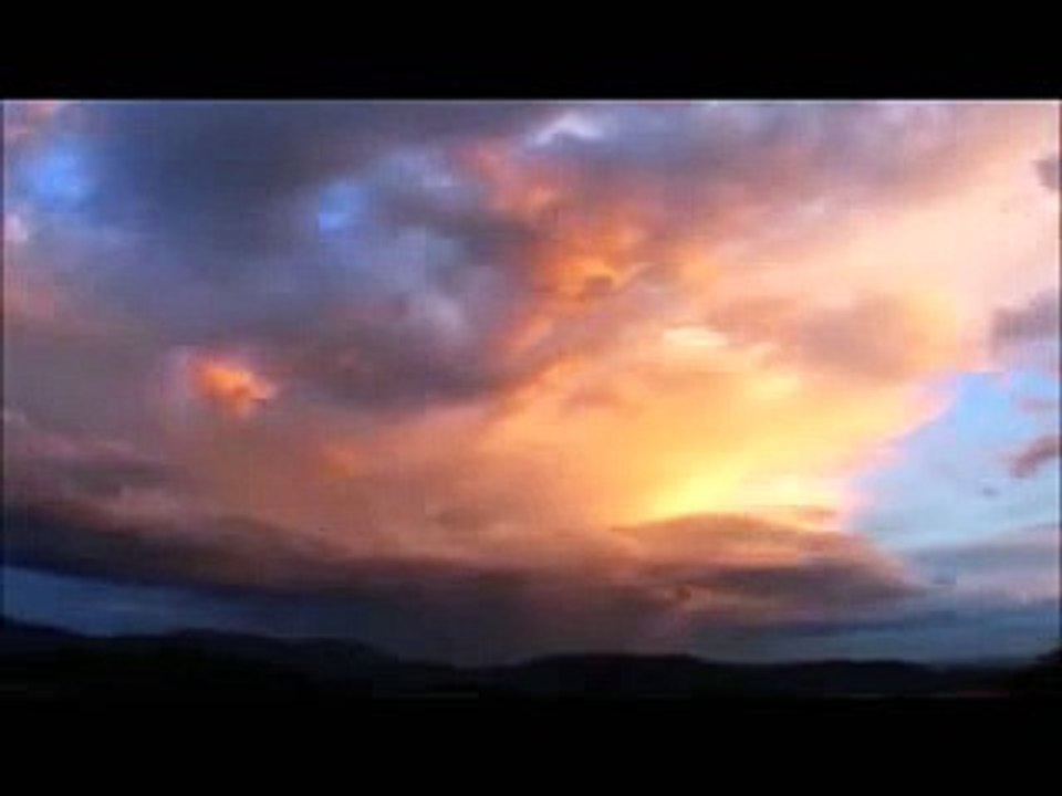 Snowy White - Bird of Paradise