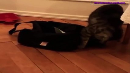 ショッキング - 猫 vs 強ネズミ - Cat vs Mouse NEW