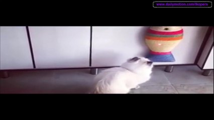 猫に生まれて初めて レーザー を見せてみた  - Lazare Cody Catches Funny