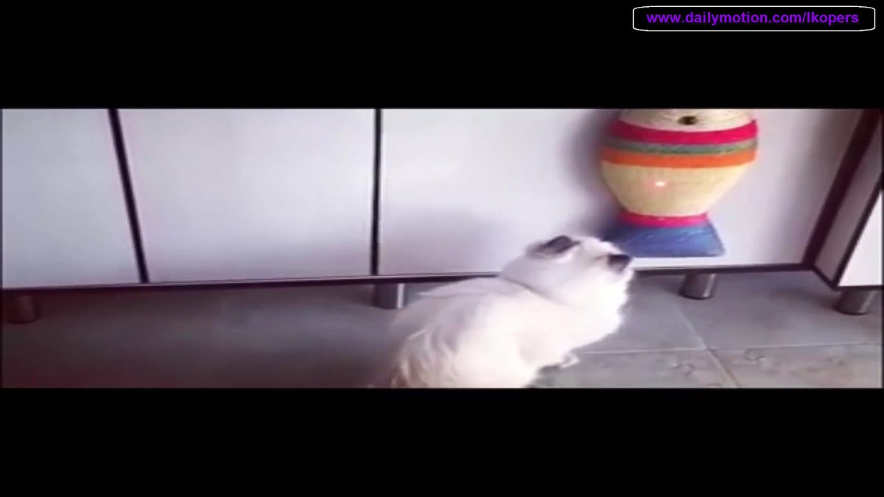 猫に生まれて初めて レーザー を見せてみた  - Lazare Cody Catches Funny