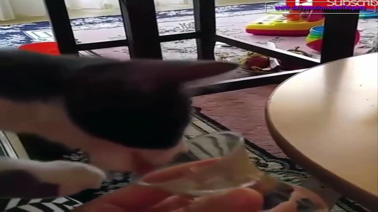 猫ちゃんの食事 - 美味しい!美味しい! Cat's Meal - Tasty! It is Delicious Funny NEW