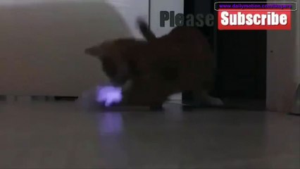 猫対マウス -  おかしいです - Cat versus Mouse - Funny