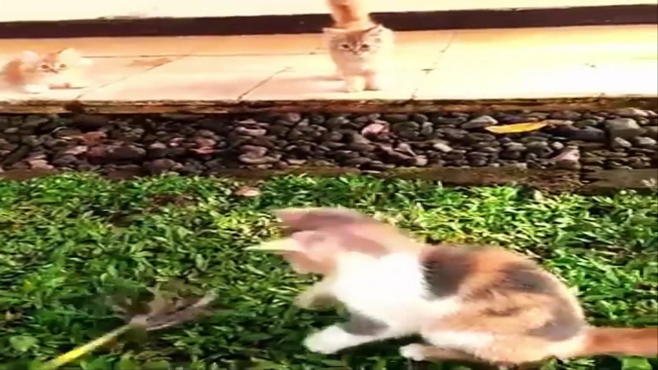超笑える - おもしろ猫動画 - Funny Cats Compilation NEW 1