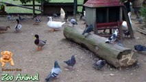 Real Duck Chickens Goose Pigeon Swan in farm a