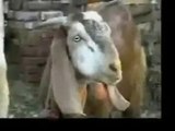 funny videos 2015 tagalog - Funny Bakra Animals ideo - Punja