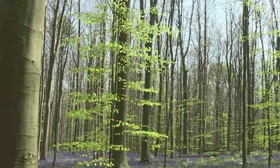 Hutan Bak Negeri Dongeng Ada di Belgia