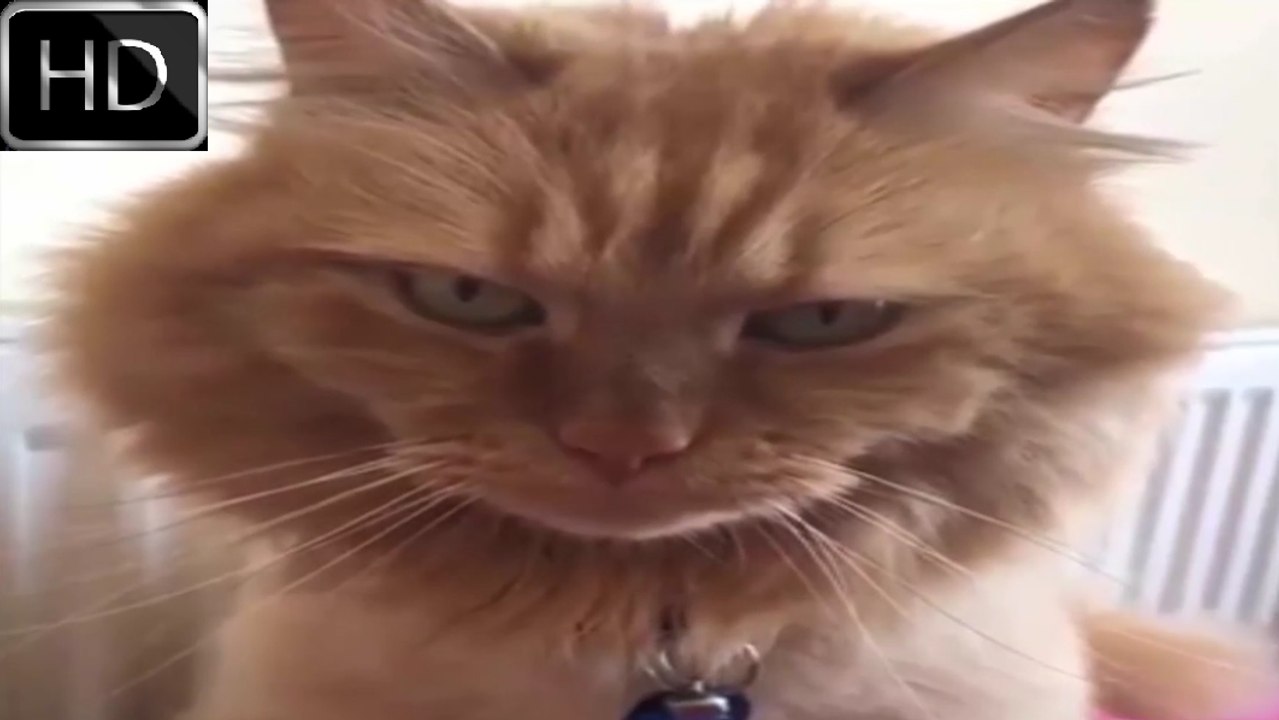 超笑える - おもしろ猫動画　総集編 - Funny Cats Compilation NEW 1