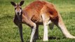 1900 Kangaroos to be killed by Australian government| Oneindia News