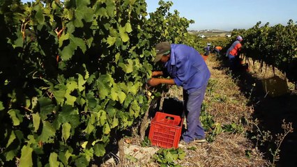 Les vins sud-africains menacés par des prix trop bas