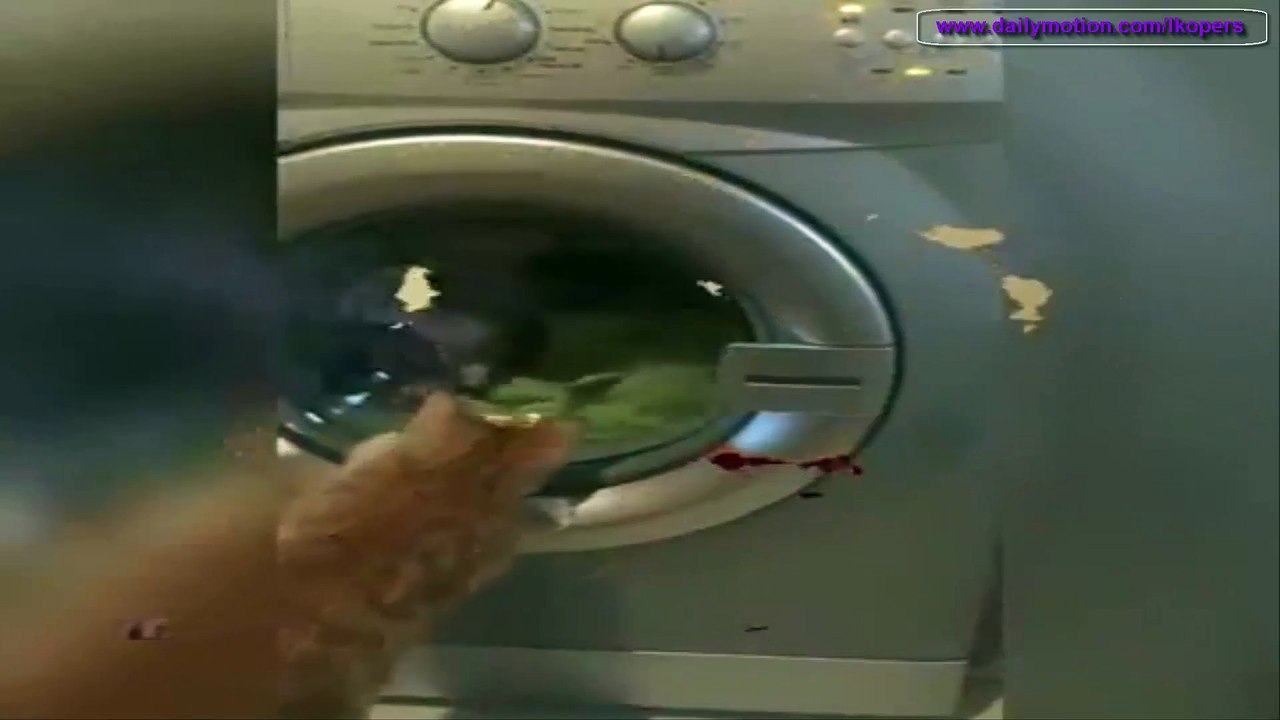 超笑える - おもしろ猫動画　総集編 - Funny Cats Compilation New