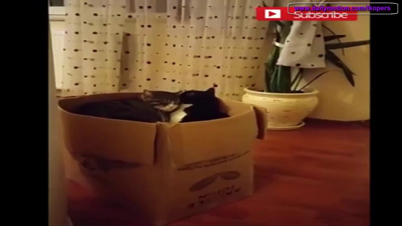 面白い猫があなたの気分が良 - An İnteresting Cat is Your Mood Good