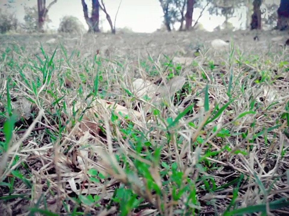 Beauty Of QAU Islamabad