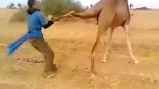 How To Catch Camel || Stunning Video || Must Watch